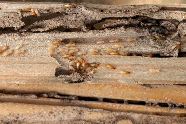 Best Pest Removal Services  in Starke, FL